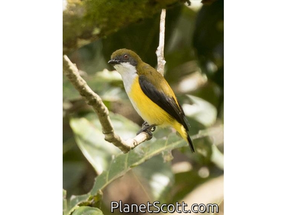 Yellow-sided Flowerpecker (Dicaeum aureolimbatum)