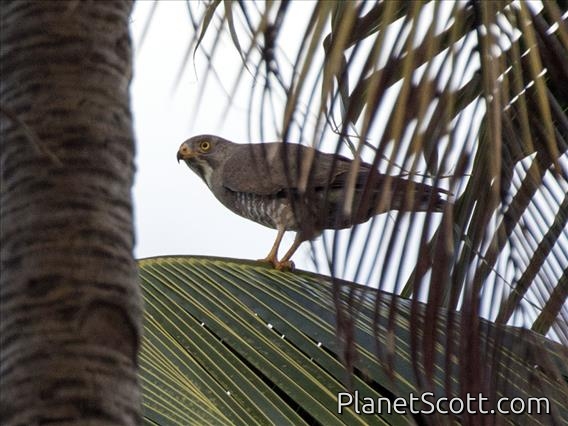 Gray-faced Buzzard (Butastur indicus)