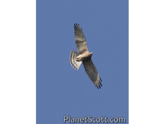 Gray-faced Buzzard (Butastur indicus)