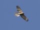 Gray-faced Buzzard (Butastur indicus)