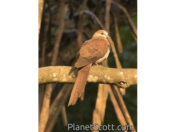 Sultan's Cuckoo-Dove (Macropygia doreya)