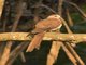 Sultan's Cuckoo-Dove (Macropygia doreya)