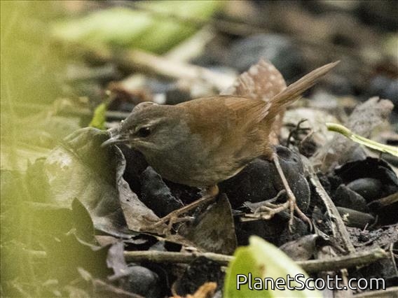 Chestnut-backed Bush-Warbler (Locustella castanea)