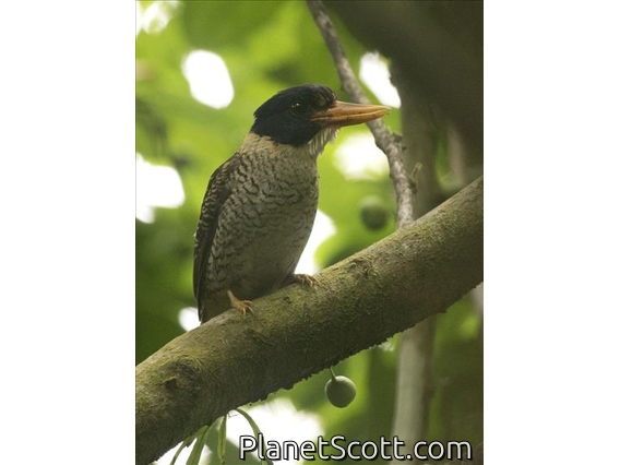 Scaly-breasted Kingfisher (Actenoides princeps) - Male