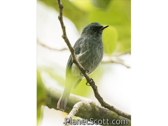 Island Flycatcher (Eumyias panayensis)