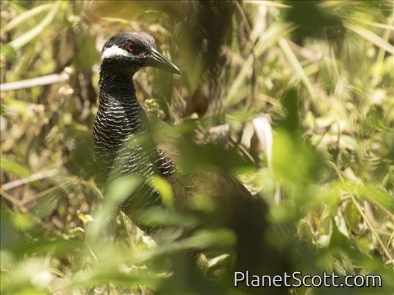 Barred Rail (Gallirallus torquatus)