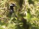 Barred Rail (Gallirallus torquatus)