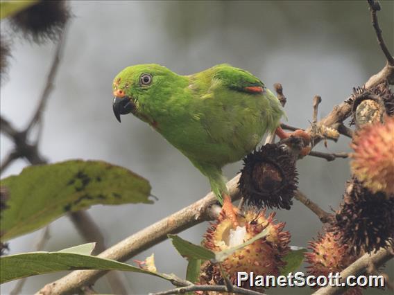 Sulawesi Hanging-Parrot (Loriculus stigmatus)
