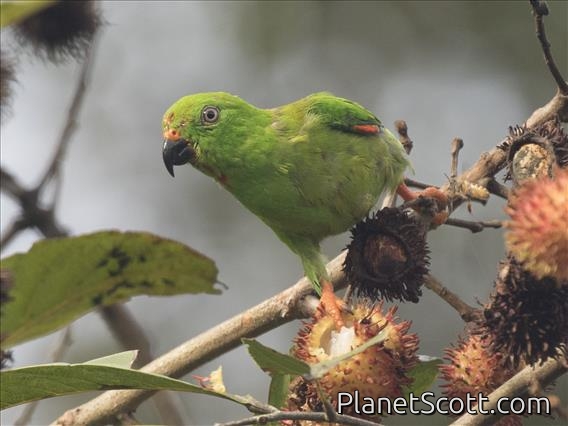 Sulawesi Hanging-Parrot (Loriculus stigmatus)