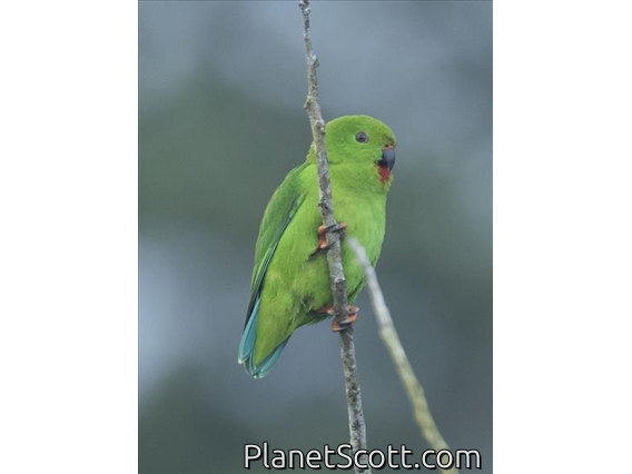 Sulawesi Hanging-Parrot (Loriculus stigmatus) - Female