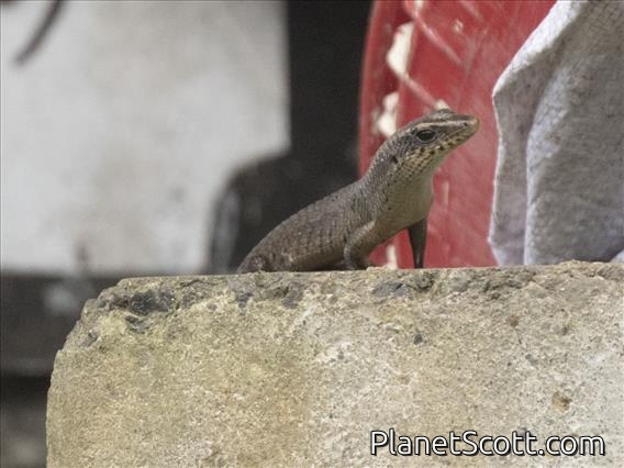 Sulawesi Mabuya (Eutropis macrophthalma)