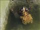 Asian Common Toad Toad (Duttaphrynus melanostictus)