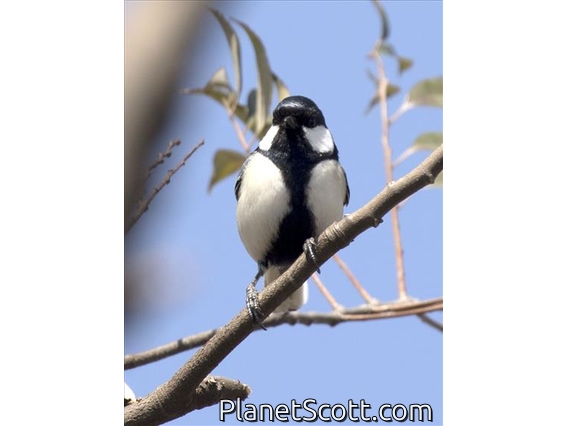 Asian Tit (Parus cinereous)