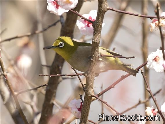 Warbling White-eye (Zosterops japonicus)