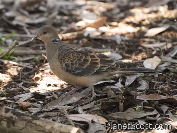 Oriental Turtle-Dove (Streptopelia orientalis)