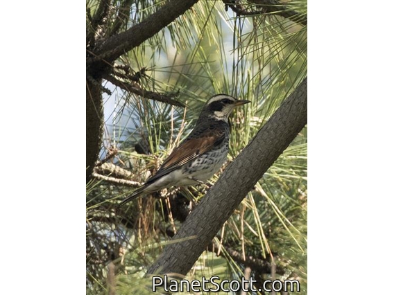 Dusky Thrush (Turdus eunomus)