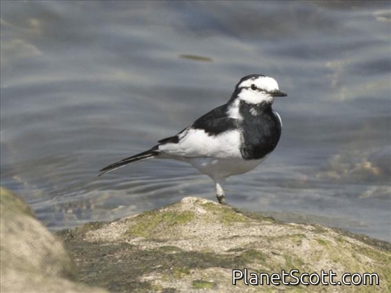 White Wagtail (Motacilla alba)