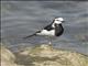 White Wagtail (Motacilla alba)