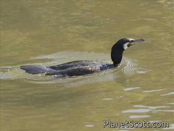 Great Cormorant (Phalacrocorax carbo) - Breeding
