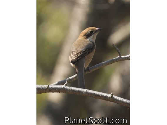 Bull-headed Shrike (Lanius bucephalus) - Female