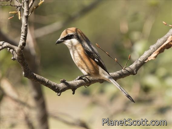 Bull-headed Shrike (Lanius bucephalus)