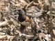 Eastern Towhee (Pipilo erythrophthalmus) - Male
