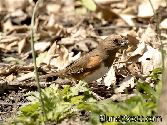 Eastern Towhee (Pipilo erythrophthalmus) - Female