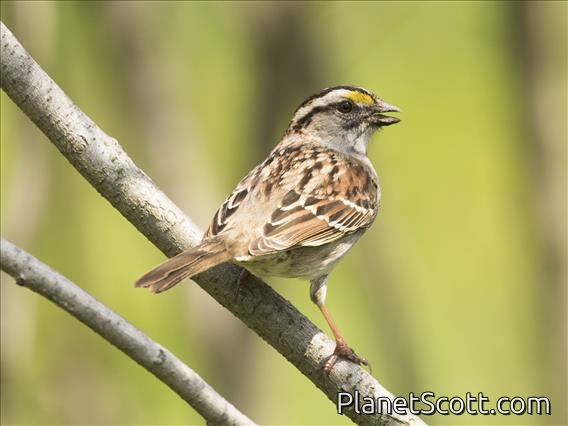 White-throated Sparrow (Zonotrichia albicollis)