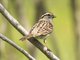 White-throated Sparrow (Zonotrichia albicollis)