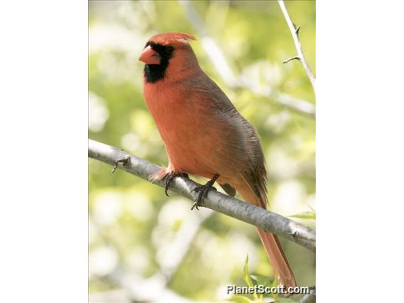 Northern Cardinal (Cardinalis cardinalis)