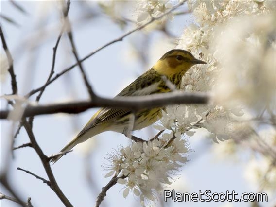 Cape May Warbler