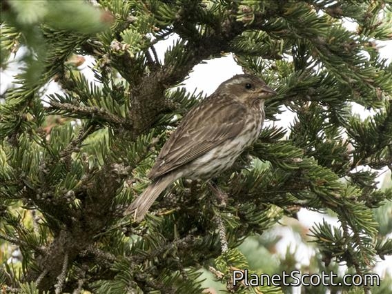 Purple Finch (Haemorhous purpureus) - Female