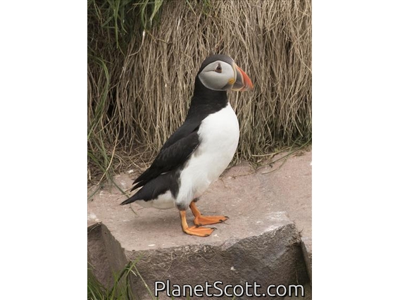 Atlantic Puffin (Fratercula arctica)