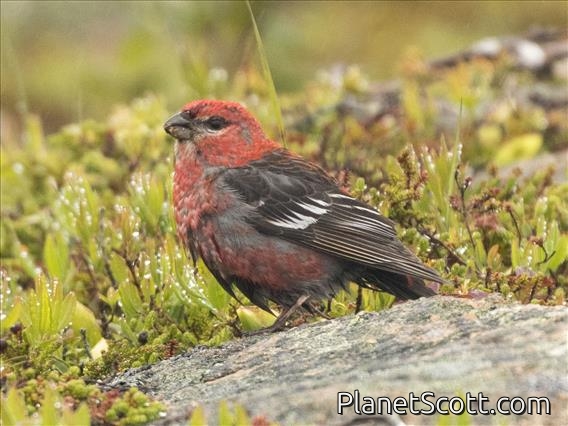 Pine Grosbeak (Pinicola enucleator)