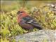 Pine Grosbeak (Pinicola enucleator)