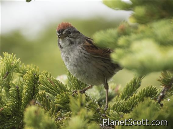 Swamp Sparrow (Melospiza georgiana)