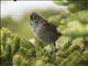 Swamp Sparrow (Melospiza georgiana)