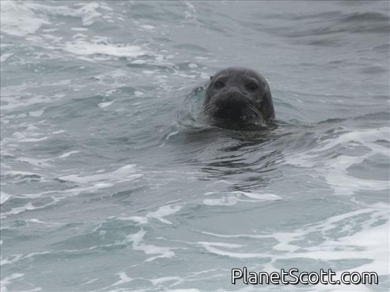 Harbor Seal (Phoca vitulina)