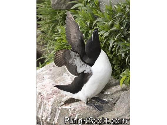Razorbill (Alca torda)