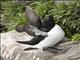 Razorbill (Alca torda)