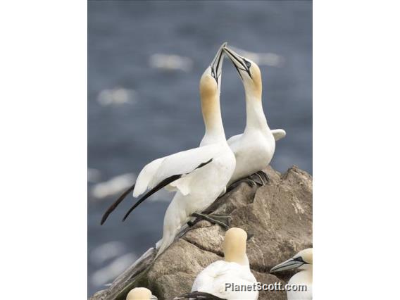 Northern Gannet (Morus bassanus)