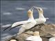 Northern Gannet (Morus bassanus)