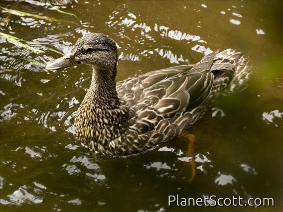 American Black Duck (Anas rubripes)