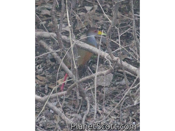 Gray-necked Wood-Rail (Aramides cajaneus)
