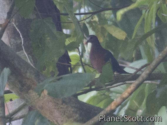 Asian Emerald Dove (Chalcophaps indica)