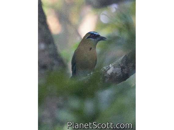 Lesson's Motmot (Momotus lessoni)