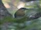 Lessons Motmot (Momotus lessoni)