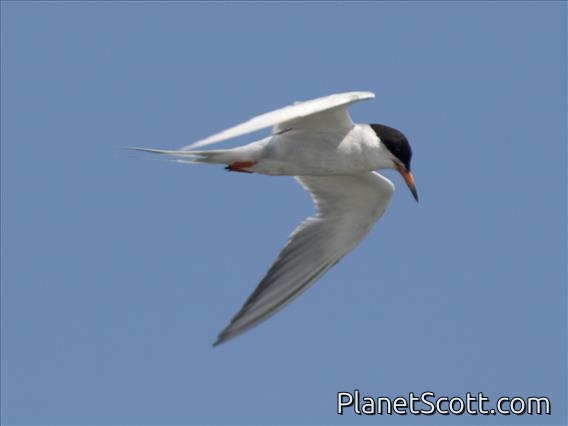 Forster's Tern (Sterna forsteri)