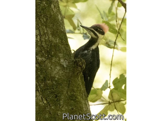Pileated Woodpecker (Dryocopus pileatus)