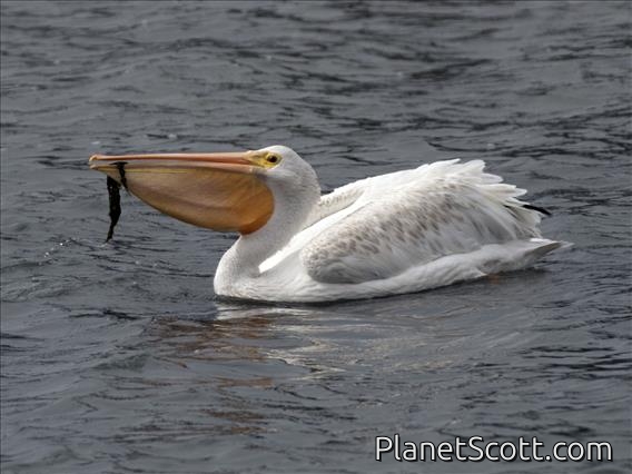 American White Pelican (Pelecanus erythrorhynchos)
